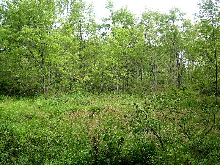 Wetland at Crosby Conservation Area