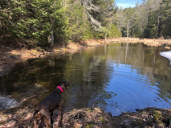 Spring pond with Kona the dog