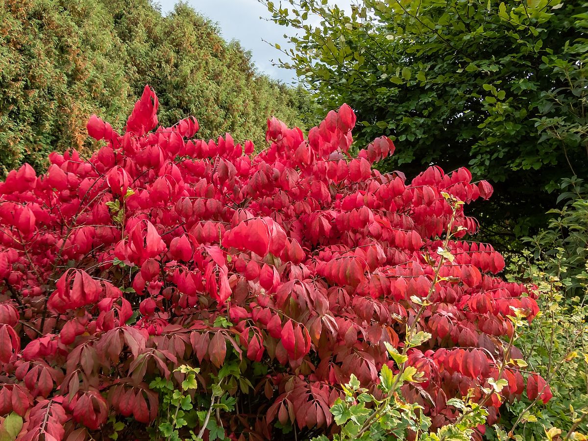 invasive species burning bush (Euonymus alatus) in the fall with vibrant red foliage