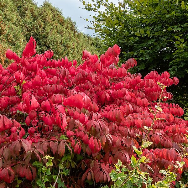 invasive species burning bush (Euonymus alatus) in the fall with vibrant red foliage