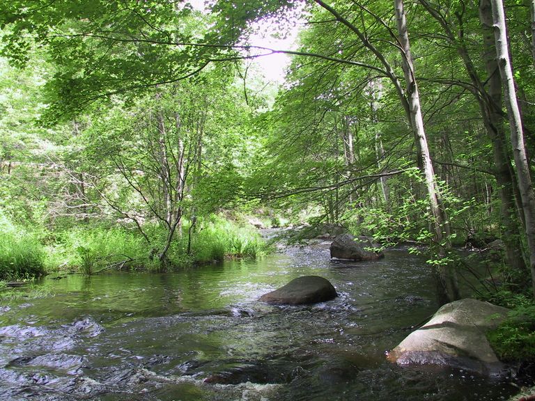 Stream at Whitney Memorial Forest