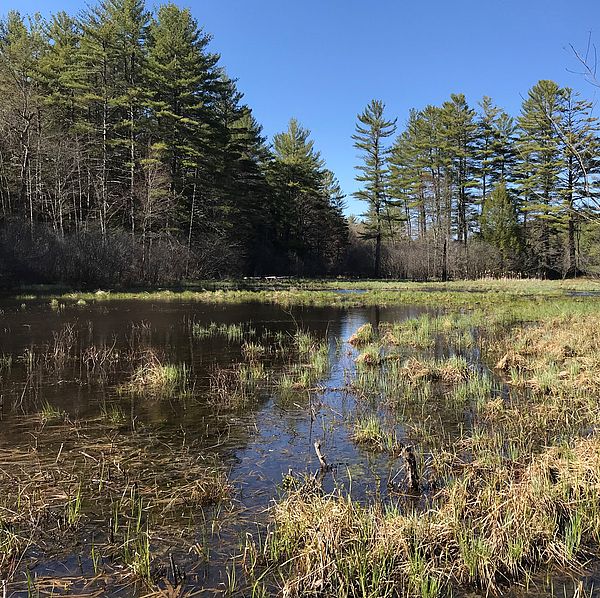 Wetland habitat that is so critical to the conservation of the Greater Gales Brook project