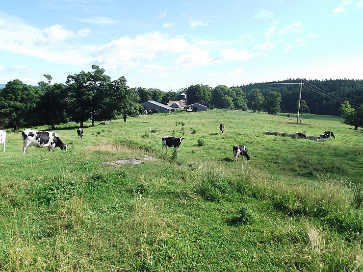 Cows in field