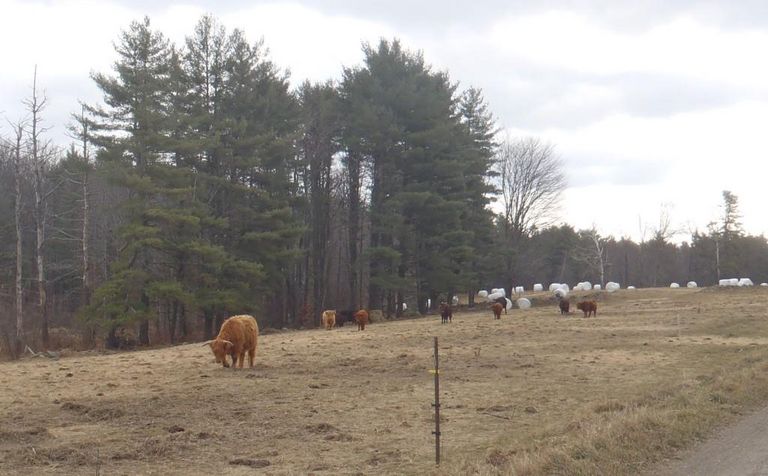 Highland cattle at Jaworski Farm in Northfield