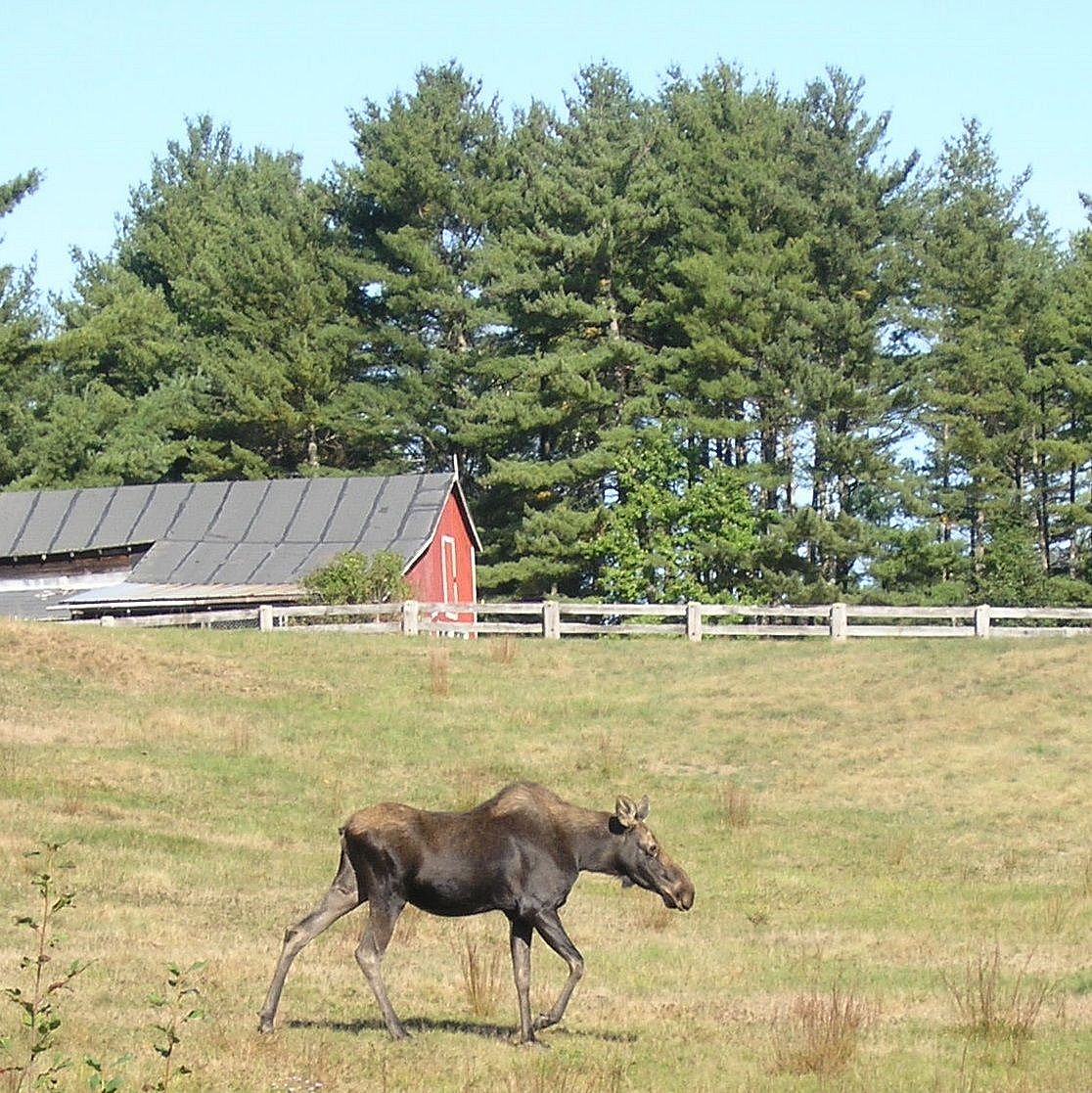 moose in field