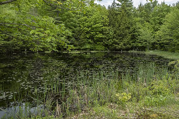 A pond full of critical wildlife found on the Burdin property in Templeton