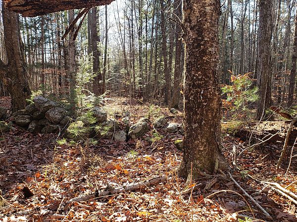 Woods with stone wall