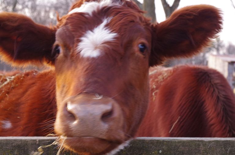 Close up of brown cow