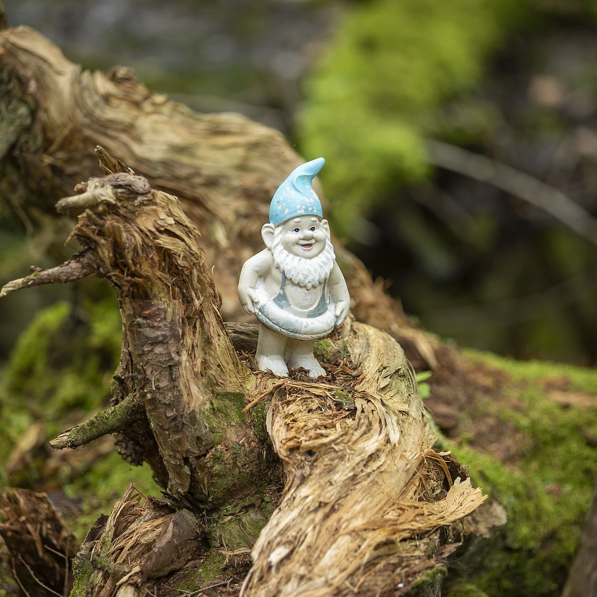 Forest Gnome