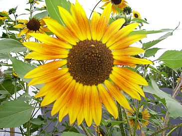 Sunflower