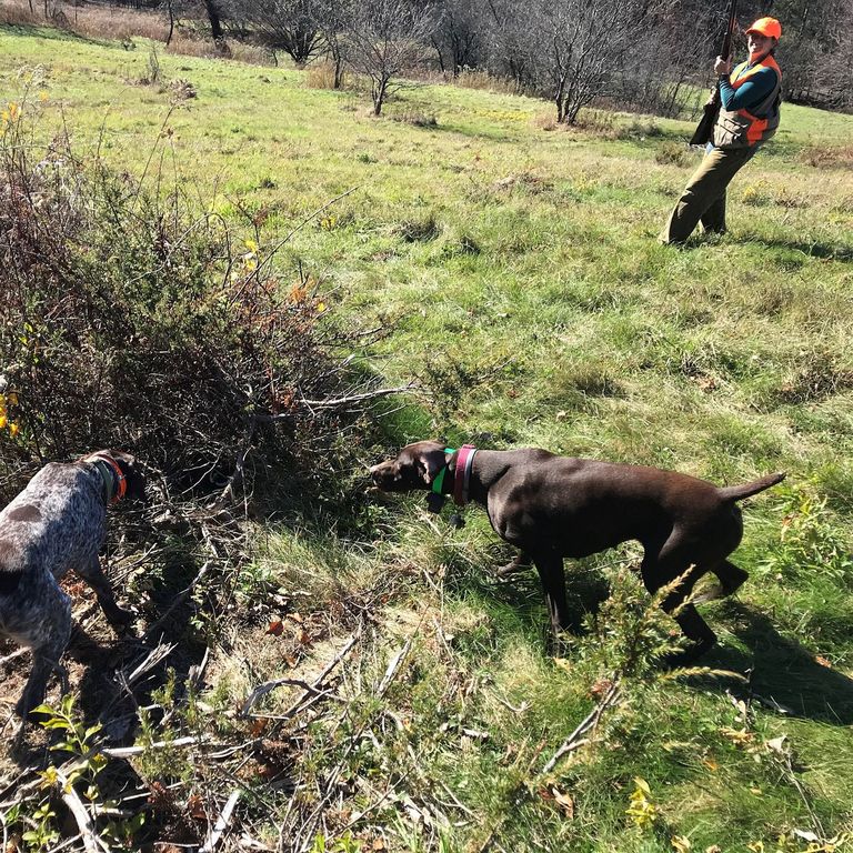 Mount Grace Deputy Director Emma Ellsworth hunting with her dogs, June and Kona.