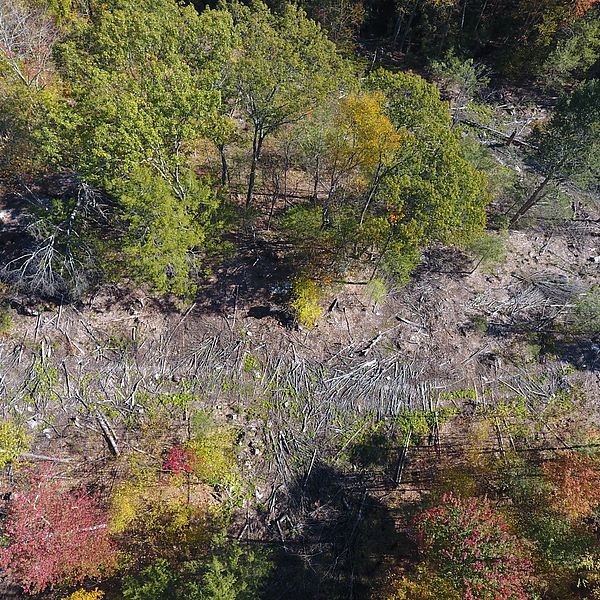 Aerial view of the recently completed logging at Song Memorial Forest in Warwick.