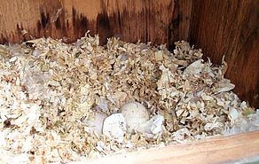 Duck box at Iversen