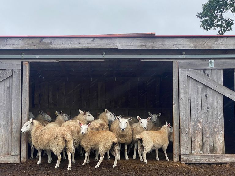 Sheep in barn