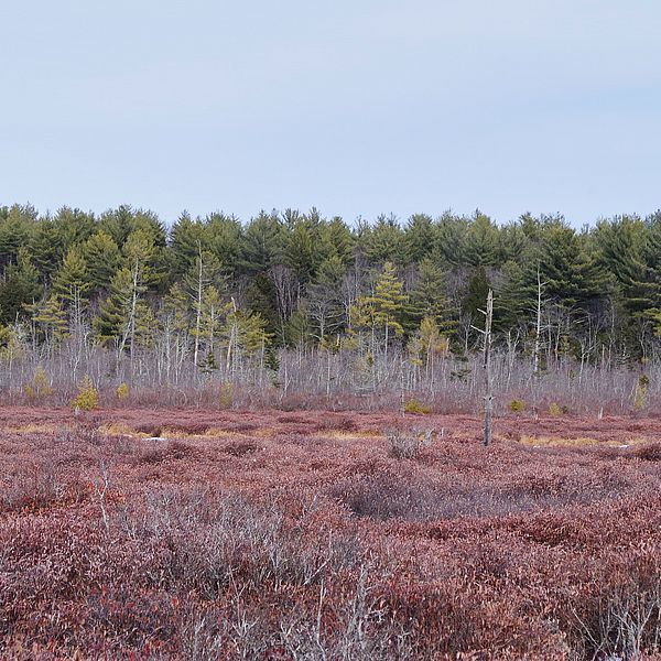 Earleacres wetlands