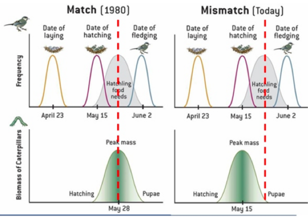 Mizumo Tomanti, B. (2017). Managing time in a changing world: Timing of avian cycle stages under climate change. University of Groningen.