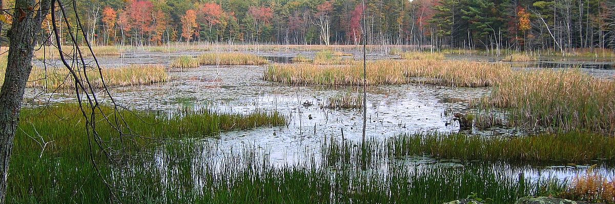 Wetlands