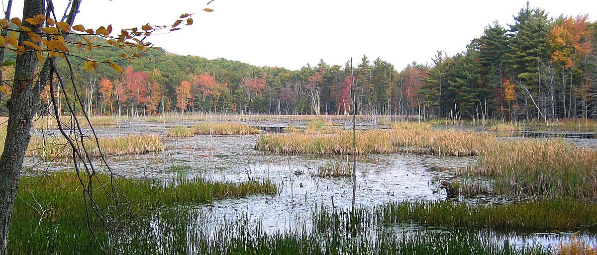Marsh in the fall