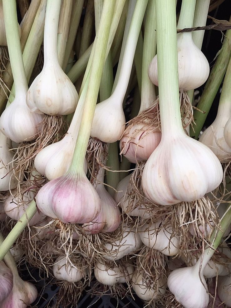 Garlic from Seeds of Solidarity Farm and Education Center