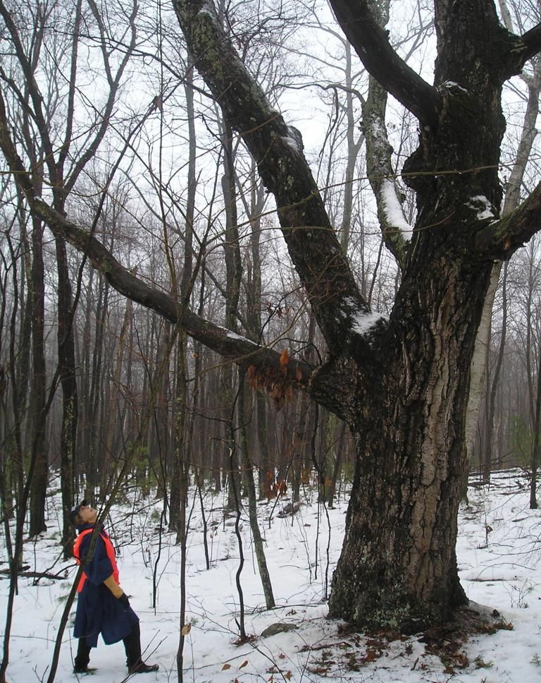 Poplar Mountain Rising to a Stewardship Challenge Mount Grace