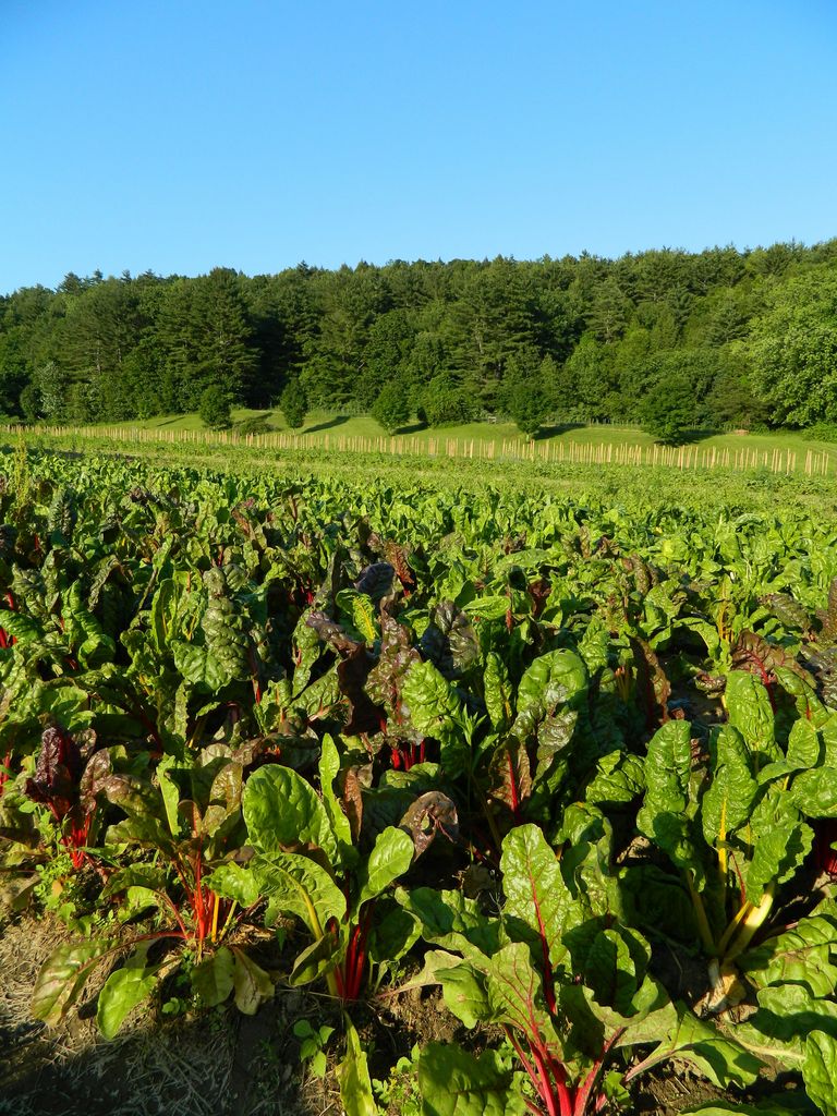 Red Fire Farm field in Montague featuring swiss chard Red Fire Farm field in Montague featuring swiss chard