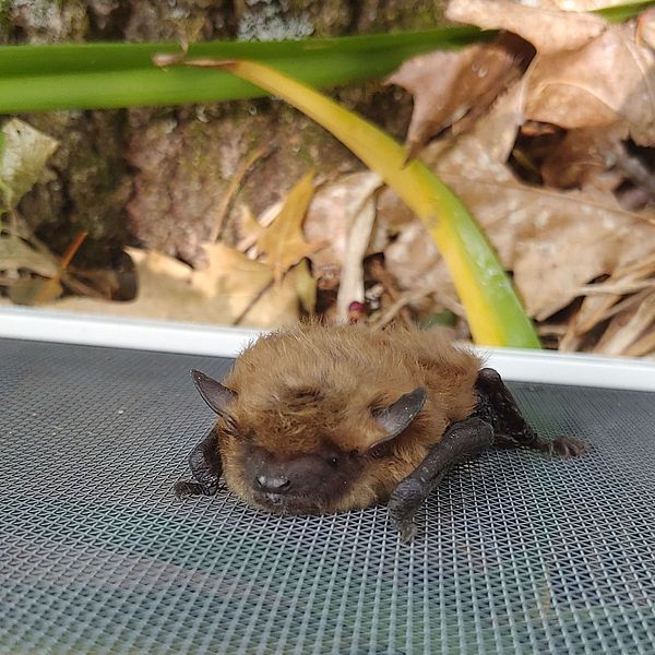 Bat House Building Workshop