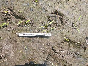 Iversen Bear Tracks