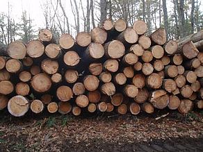 Dunn Timber Harvest