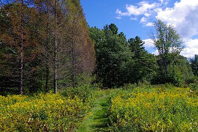 Summer at Skyfields Arboretum