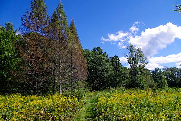 Summer at Skyfields Arboretum