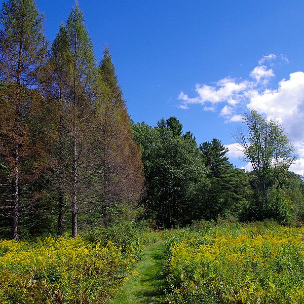 Summer at Skyfields Arboretum