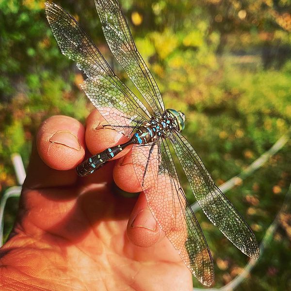 Dragonfly in Hand