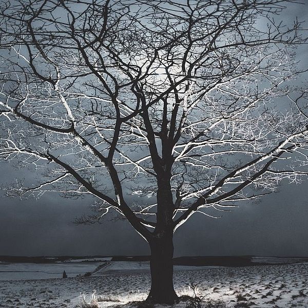 snow moon behind a leafless tree