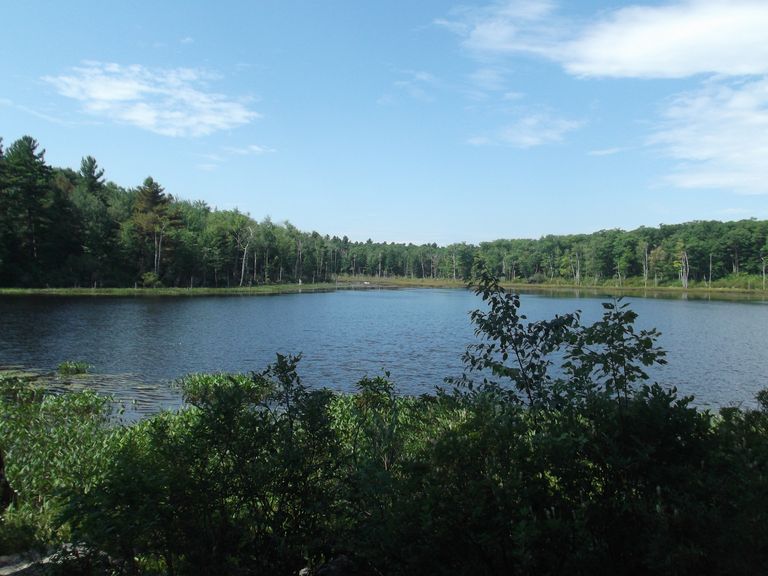 Muddy Pond with surrounding forest Muddy Pond with surrounding forest