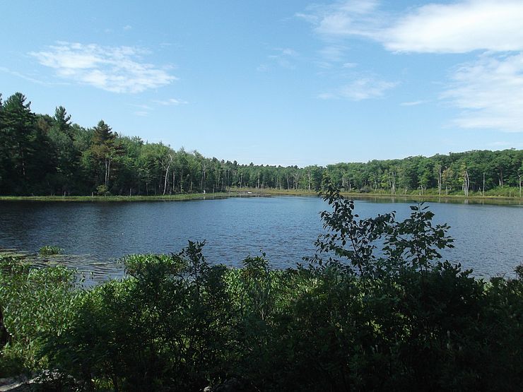 Muddy Pond with surrounding forest