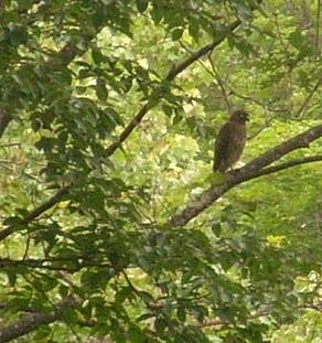 Gale Farm Hawk