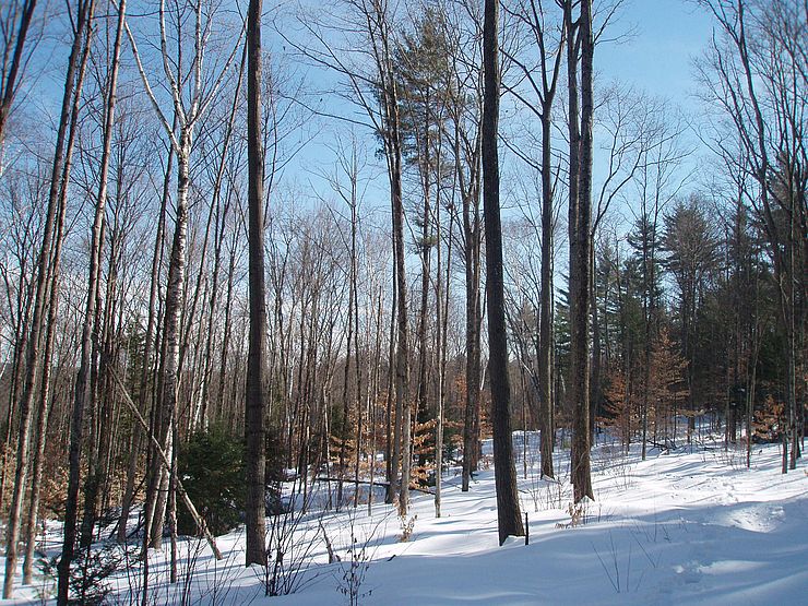 Song Memorial Forest in the winter