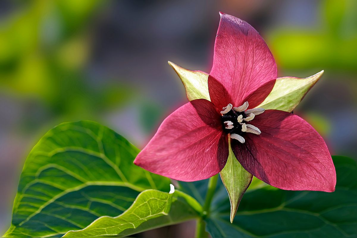 red trillium flower