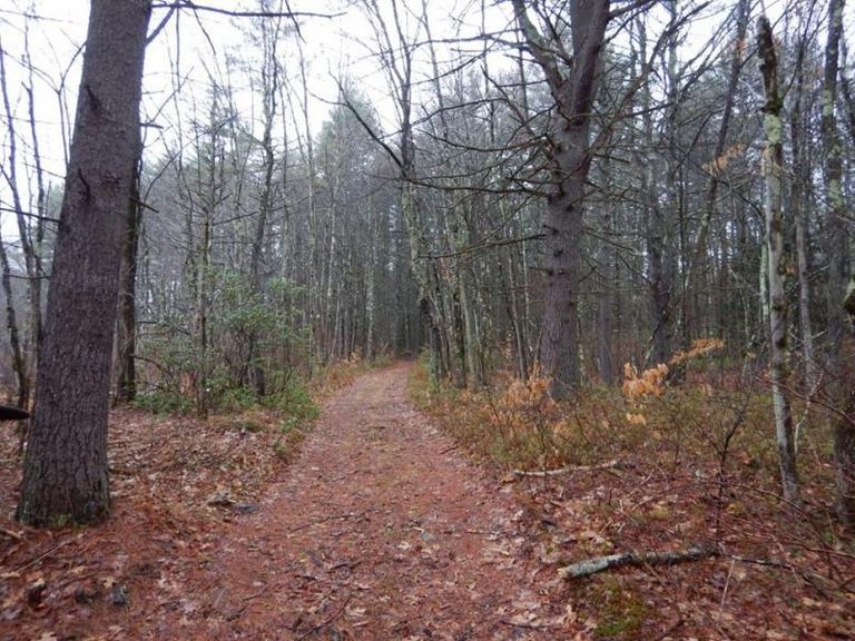 wide woodland trail