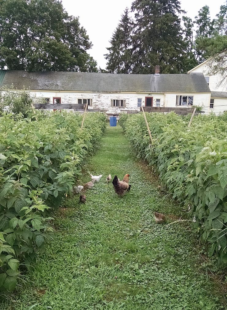 Chickens at Upinngil Farm in Gill