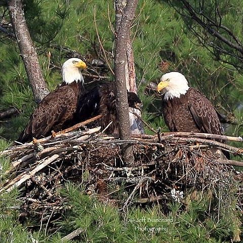 Two eagles in a nest