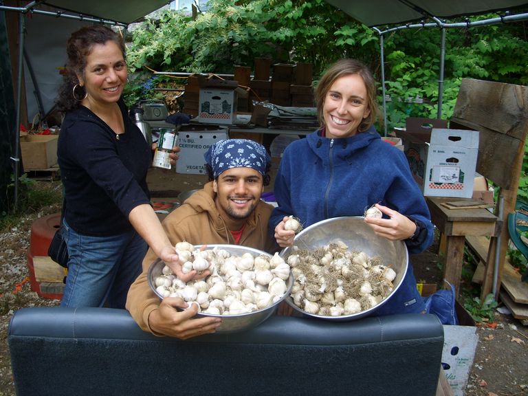 Deb Habib and farm workers showing off their garlic