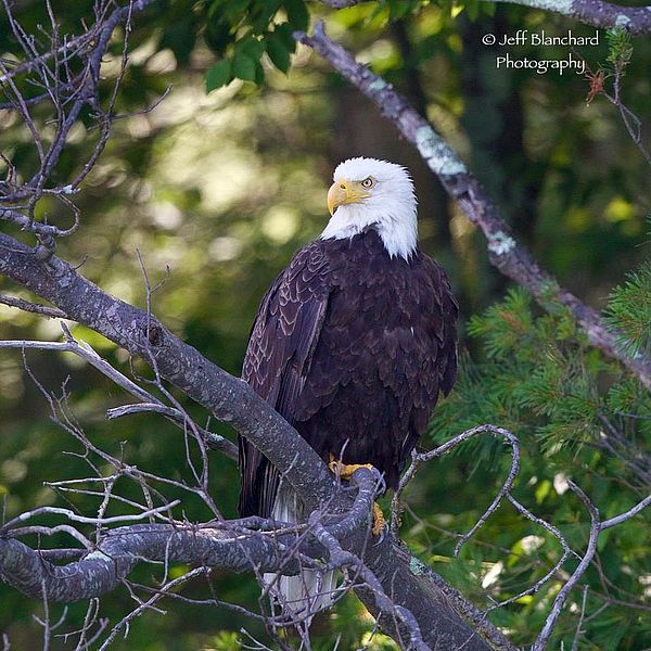 Grant Awarded for Stewardship at Eagle Reserve