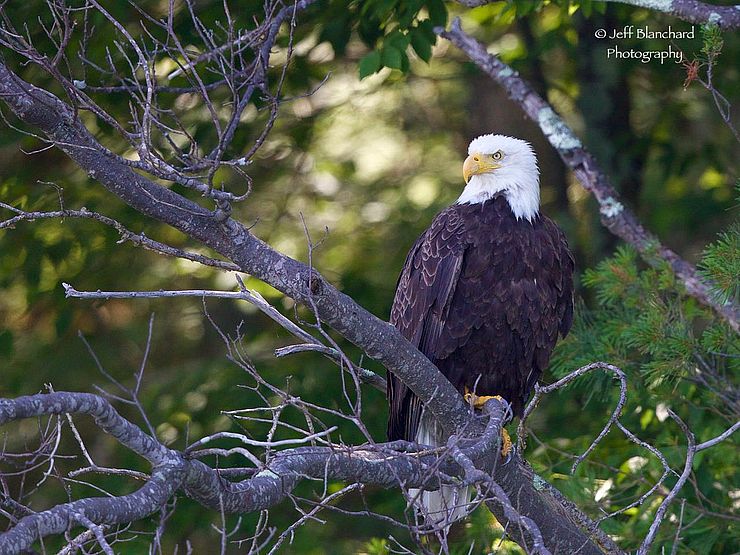 Eagle on branch - Credit: Jeff Blanchard