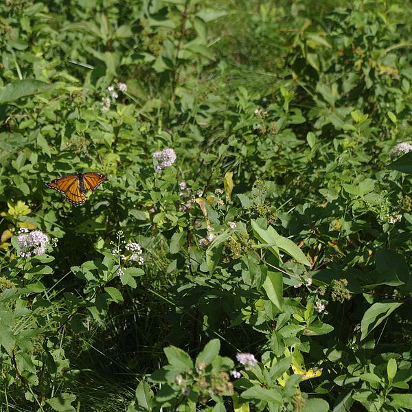 Butterfly_Skyfields_Pollinator