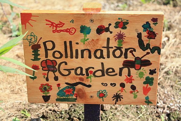 Pollinator garden at Athol elemntary school