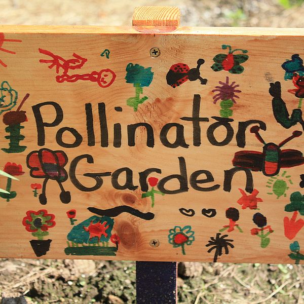 Pollinator garden at Athol elemntary school