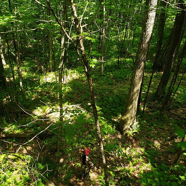 A person standing in a lush forest.