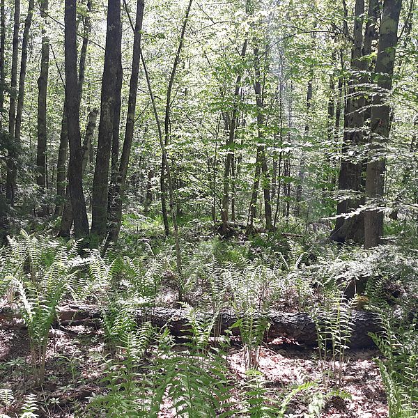 Ferns are in full form at Perkins Woodlands in Royalston, MA