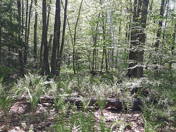 Ferns are in full form at Perkins Woodlands in Royalston, MA